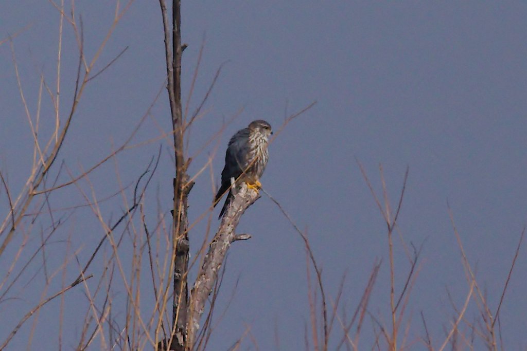Merlin 2016-02-13_2.jpg